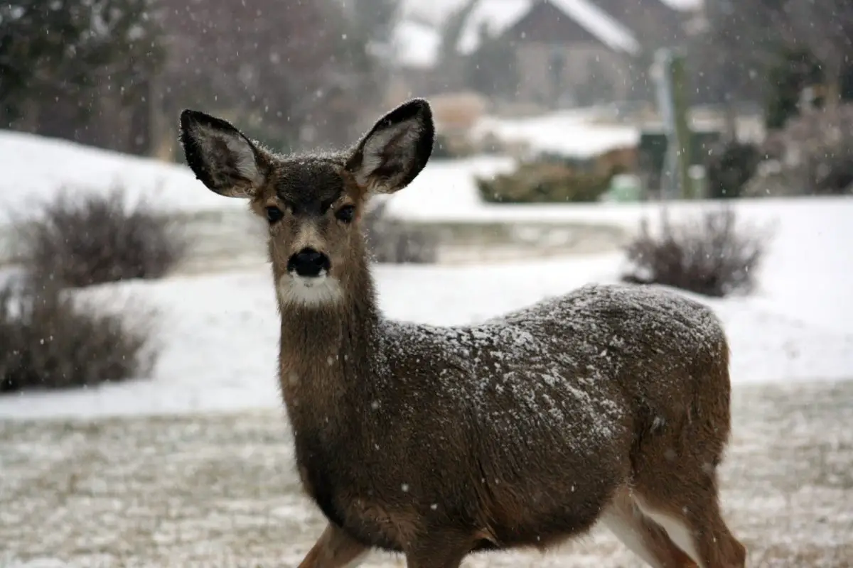 Deer Repellent – A Bloodless Way to Stop The Shrub Eaters This Winter
