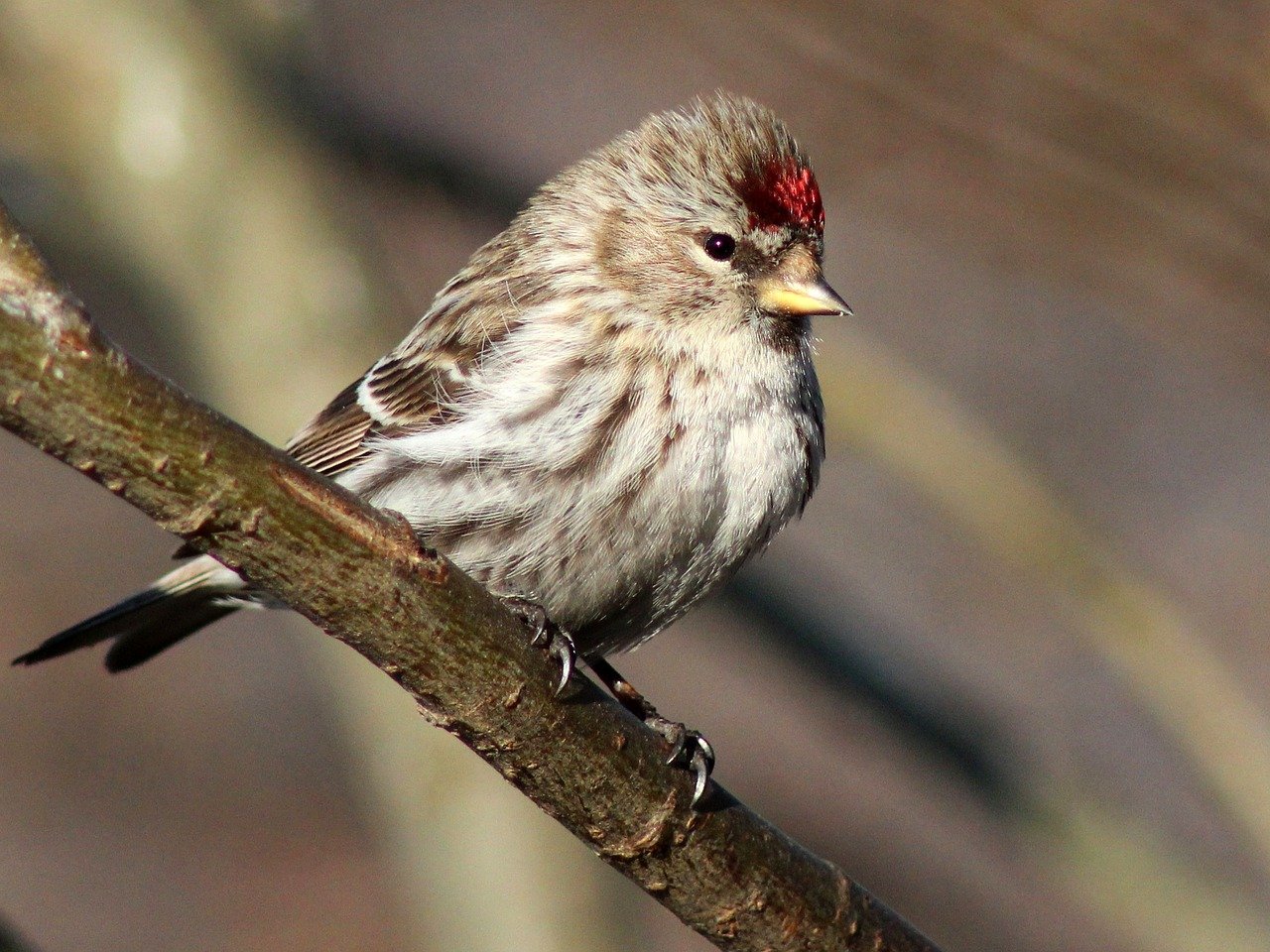 5 Top Tips For Winter Bird Feeders – But Beware of Sick Birds