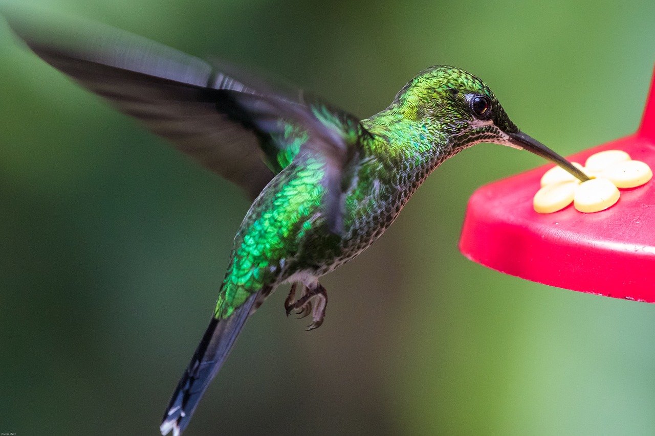 Michigan’s 14 Best Oriole Feeder Tips & Simple Hummingbird Nectar Recipe