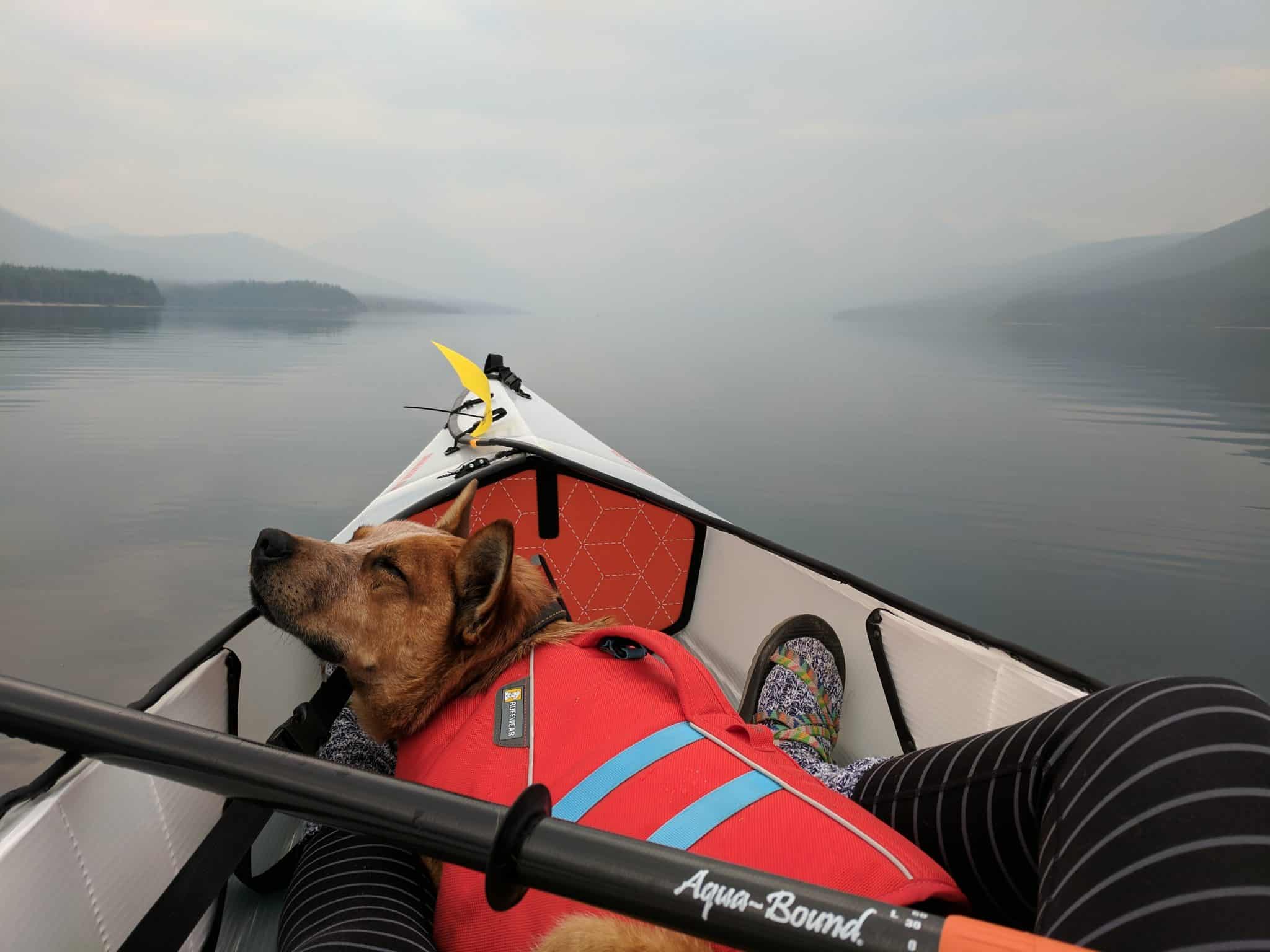 5 Essential Safety Tips When Boating & Fishing With Dogs