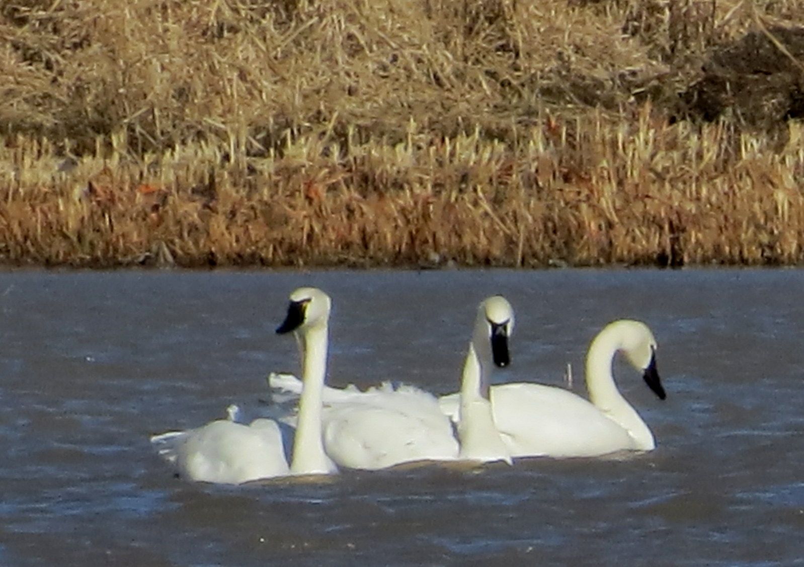 Winging It With The Tundra Swans A Majestic Migration Through