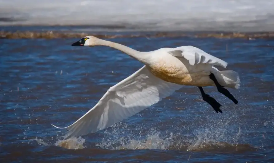 Winging It with the Tundra Swans – A Majestic Migration Through Michigan’s Thumb in 2023
