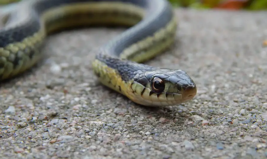 Decoding the Serpent – Michigan Snakes at Huron County Nature Center