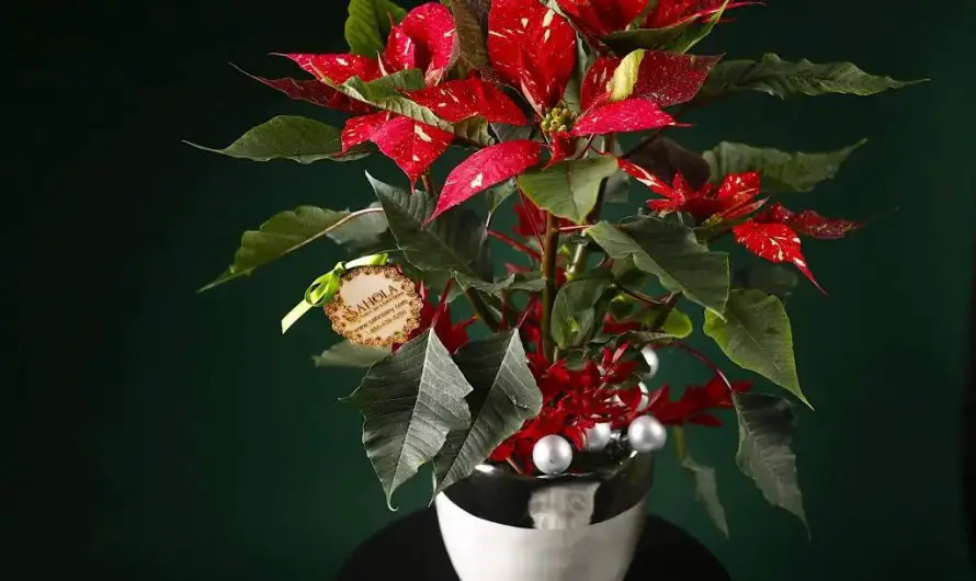 Christmas Bouquets – Perfect in Both Detroit & New York