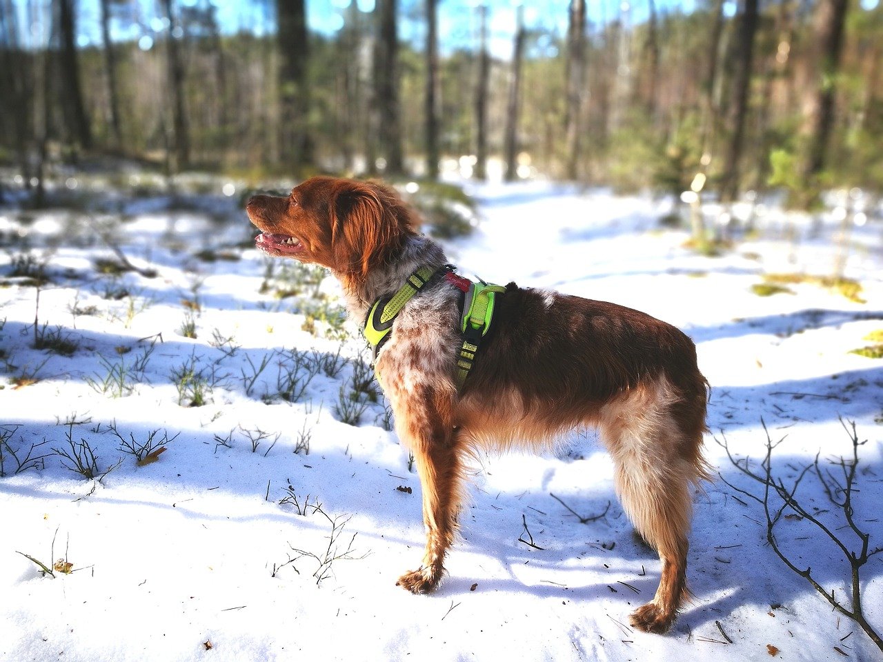 best dogs for hiking and camping