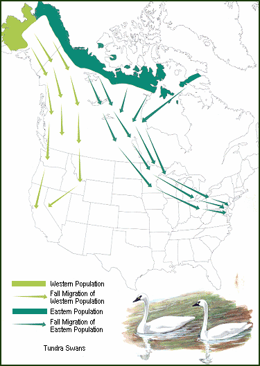 Tundra Swan Migration