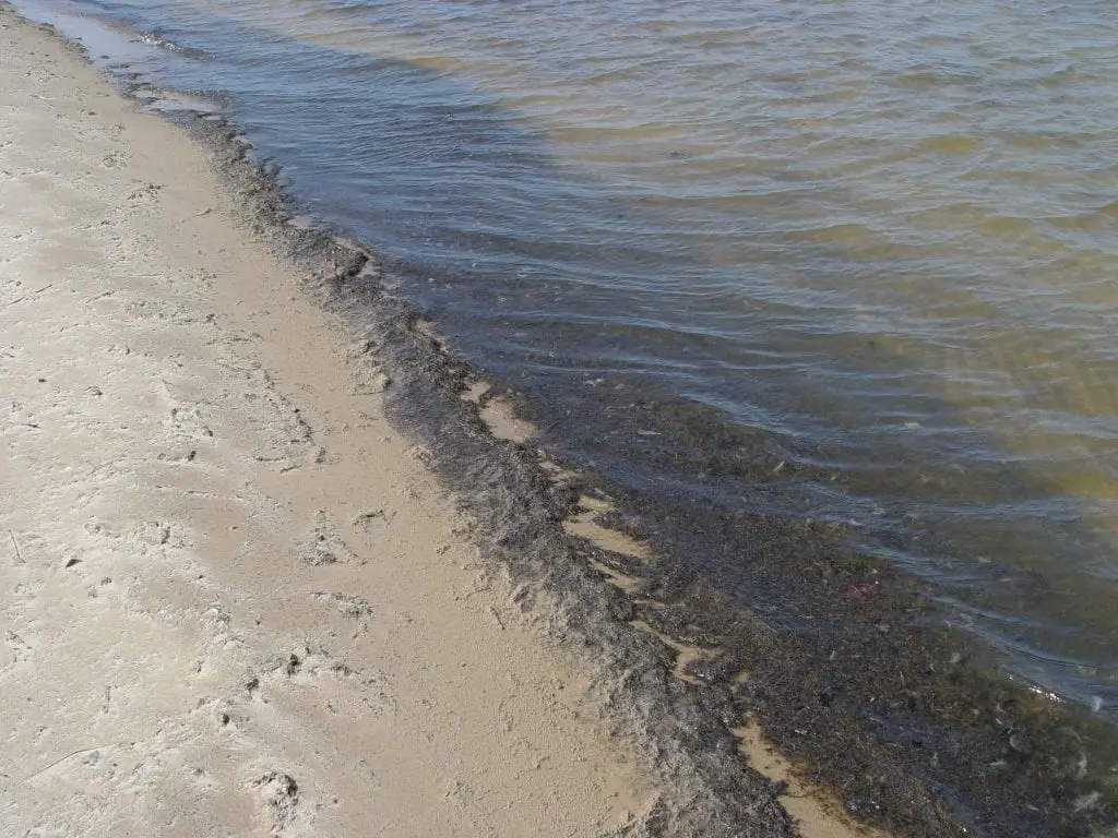 Saginaw Bay Beach Muck