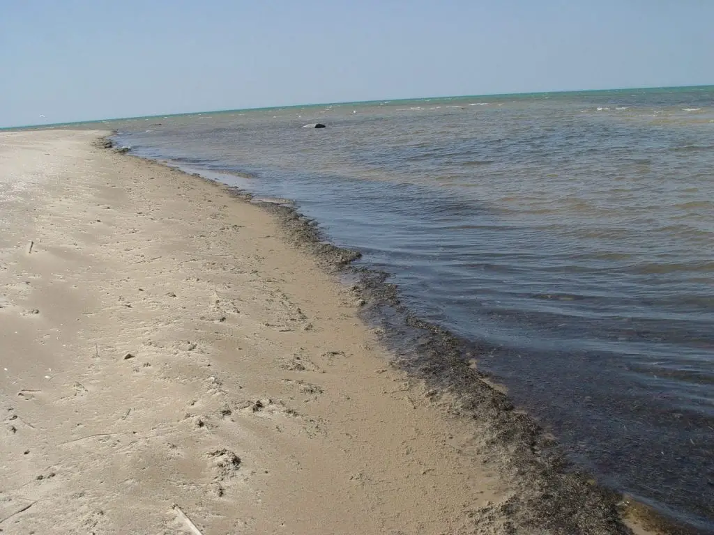 Saginaw Bay Muck Pollution