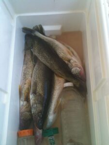 Walleye Fishing in Saginaw Bay Catch