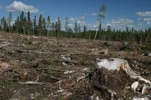 Michigan-Deforestation