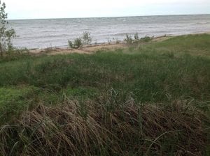 Beach Seagrass