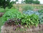 straw bale gardening