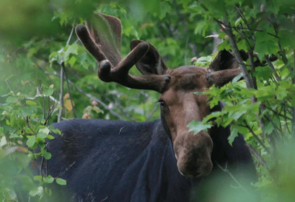 Isle Royale Bull Moose