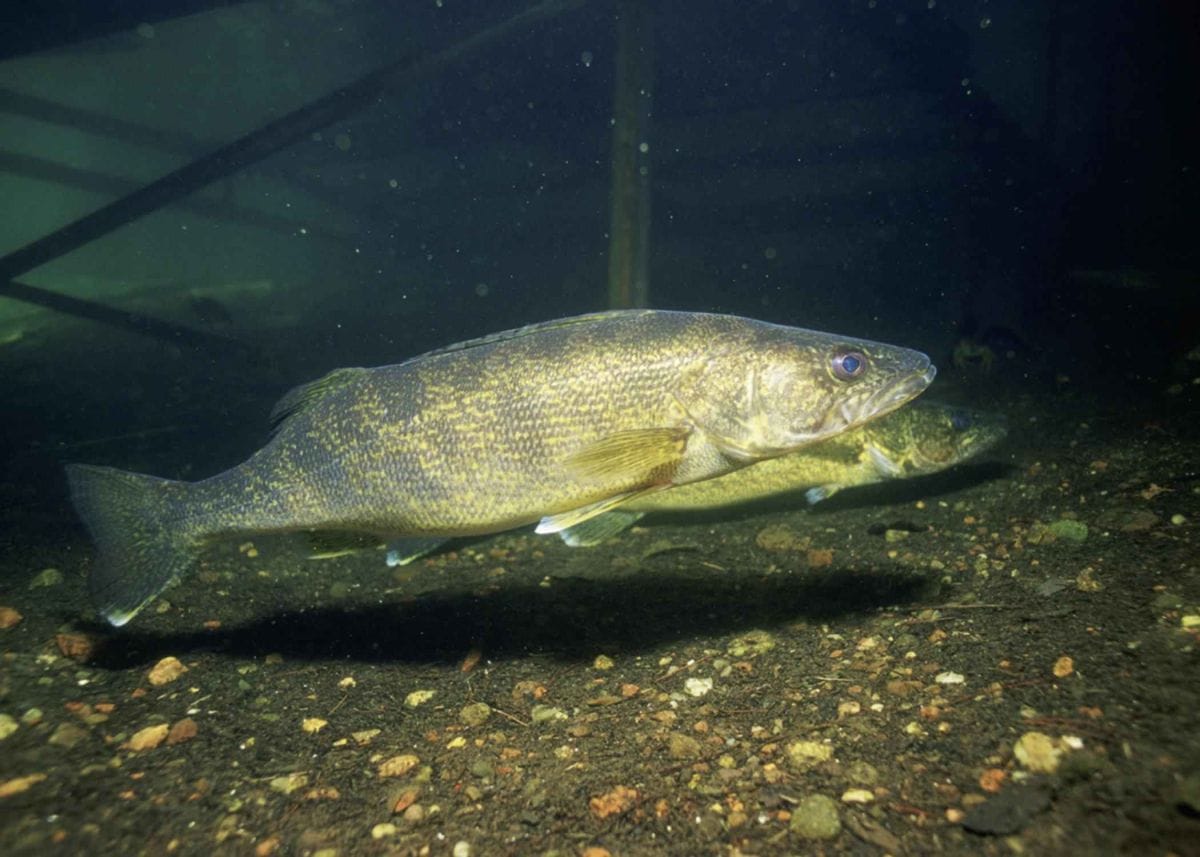 Asian Carp Problem