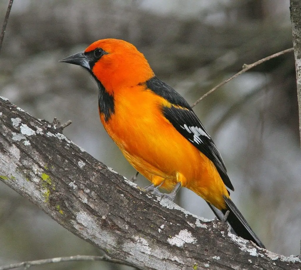 Attract Orioles