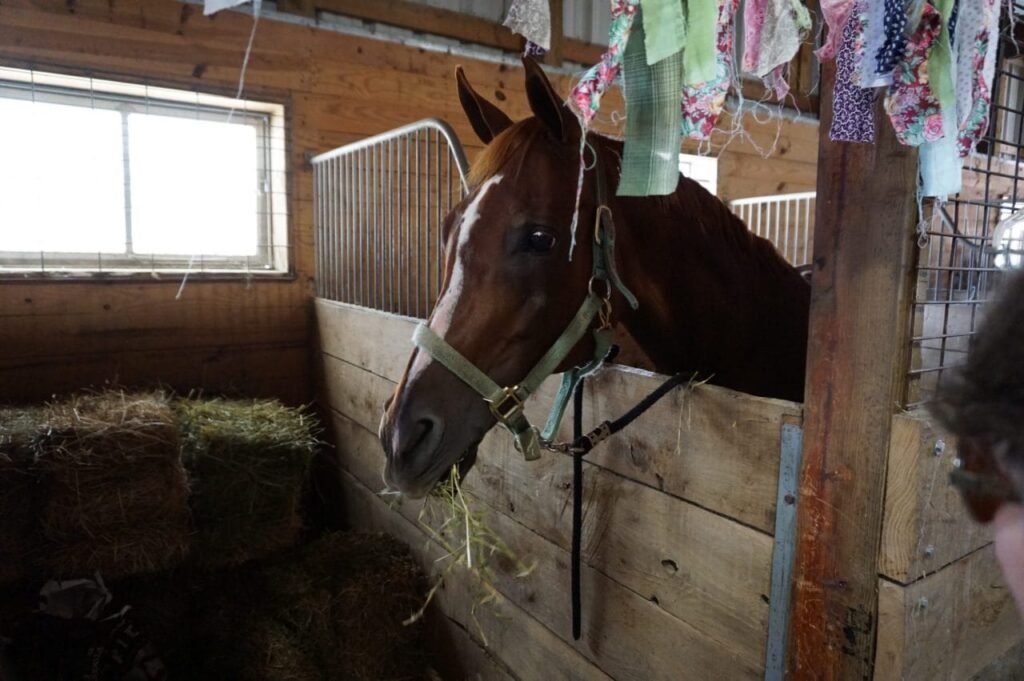 Prize Horse at Huron Community Fair