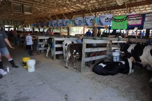 Dairy Cows at Huron Community Fair