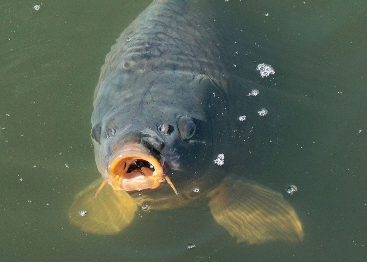 Opinion: Control the Potential Great Lakes Asian Carp Problem with a Cash Bounty