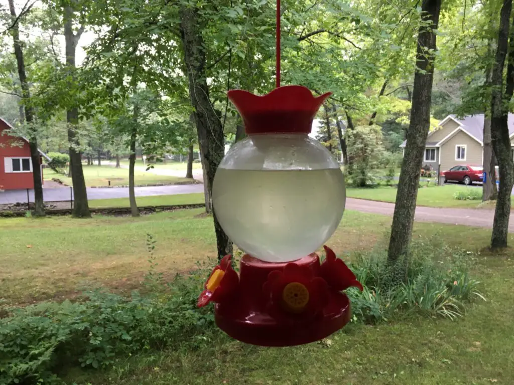 Attract Orioles - Best Bird Feeders for Michigan