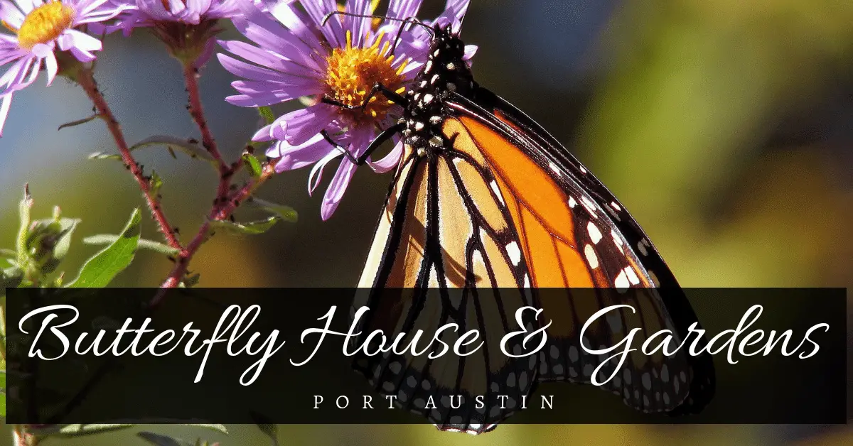 Port Austin Butterfly House and Gardens
