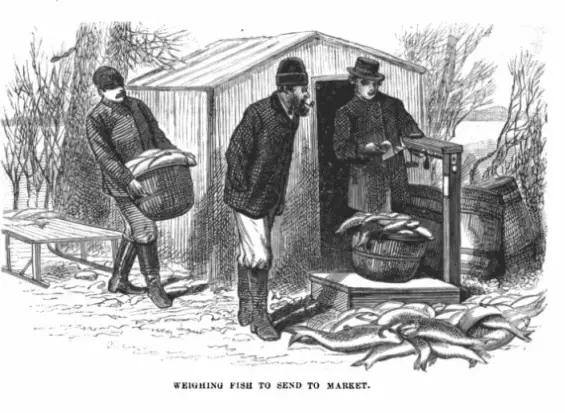 Weighing fish to send to market