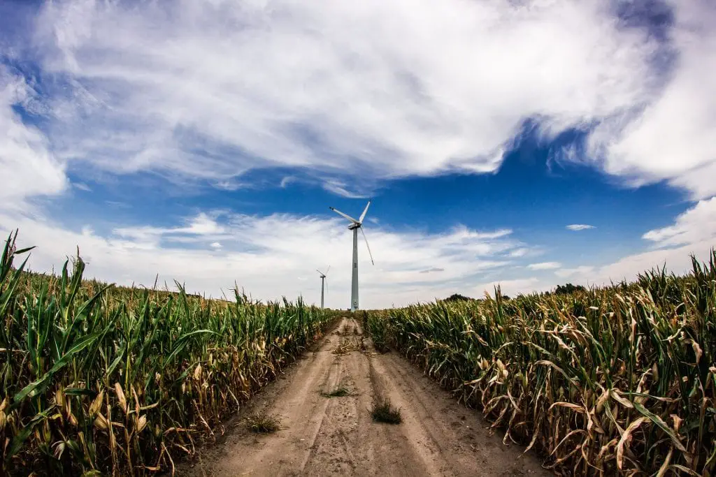 Wind Turbine in Corn Field