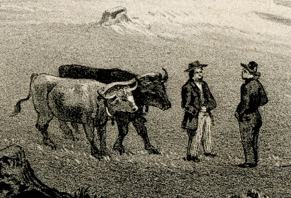 Ora Labora Michigan Oxen Team