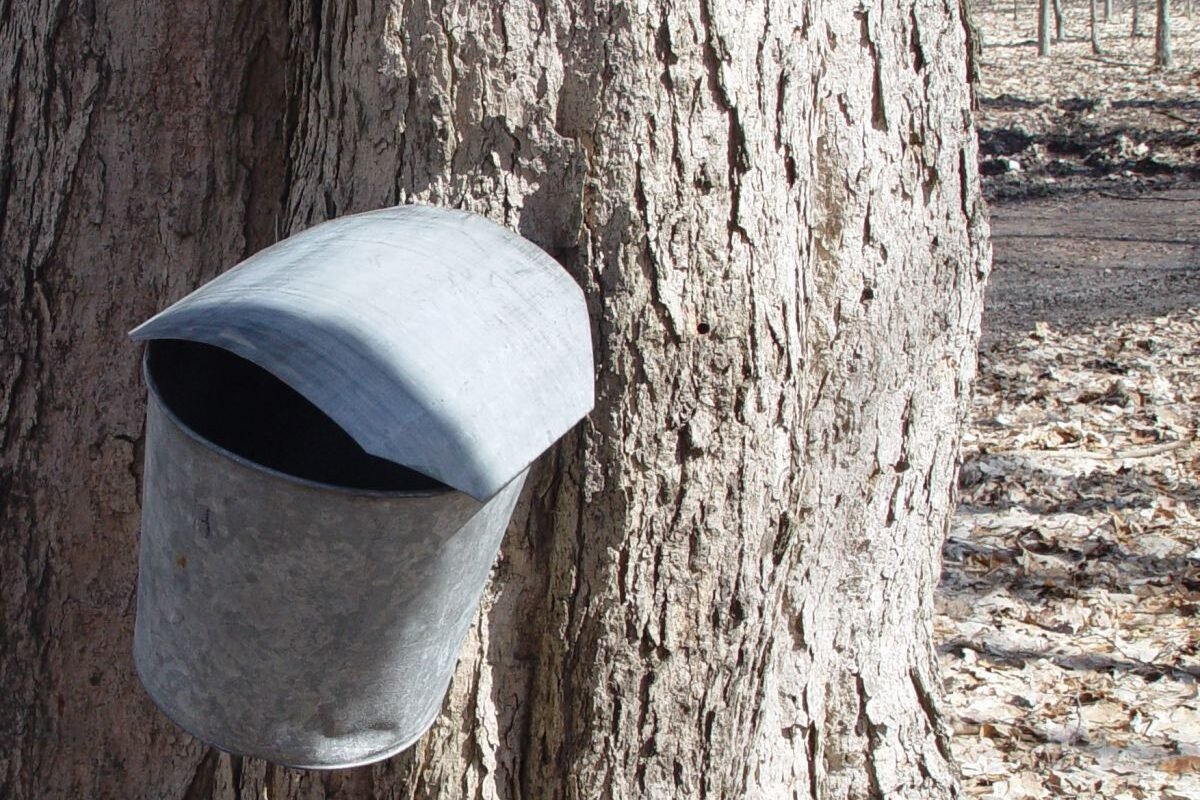 Sugar Maple Tapped into Collection Can