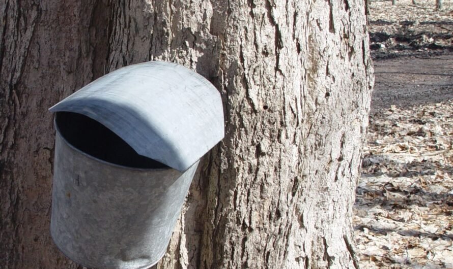 Michigan Maple Syrup from Battel’s Sugar Bush