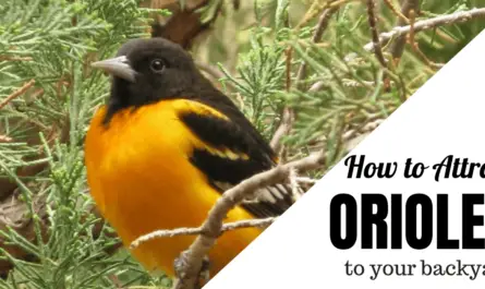 Attract Orioles to Your Yard