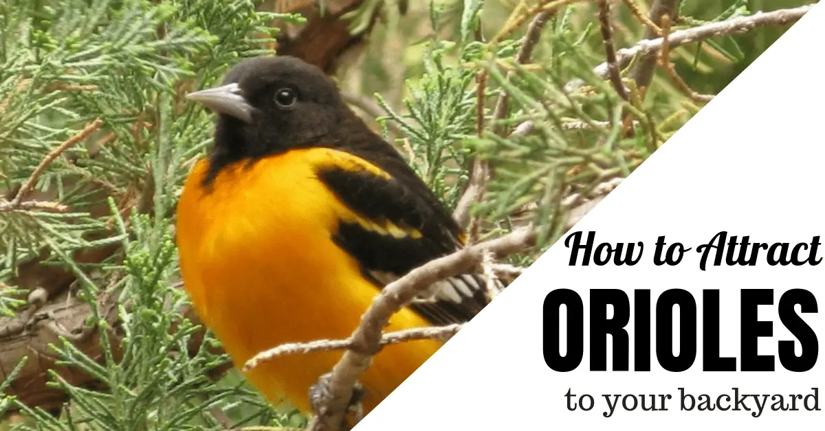 Attract Orioles to Your Yard