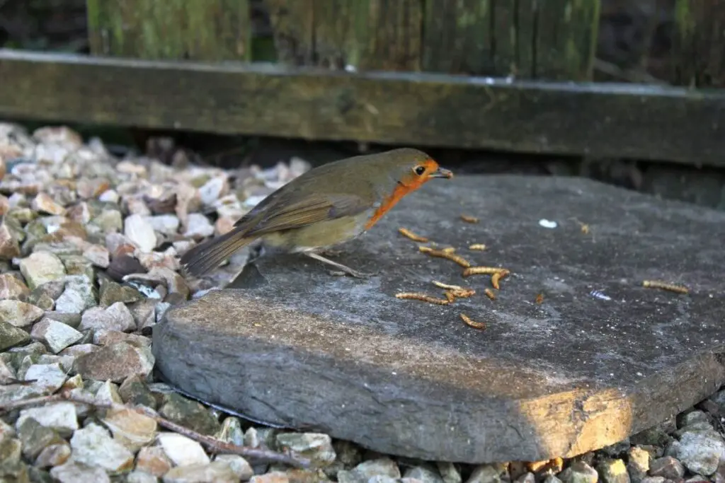 Orioles Love Mealworms