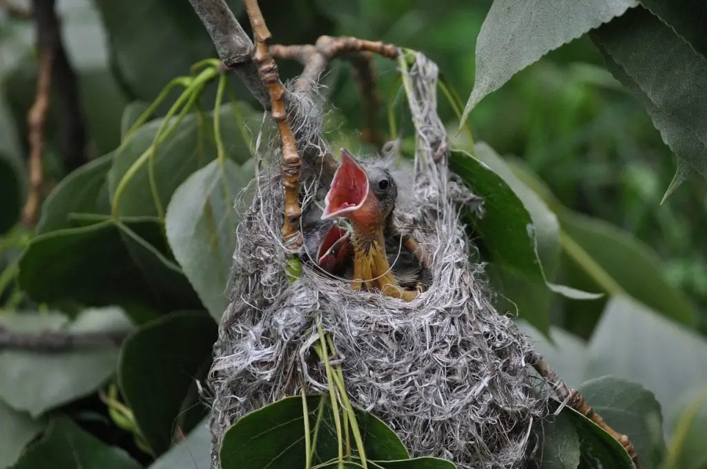 Oriole Nest With Young