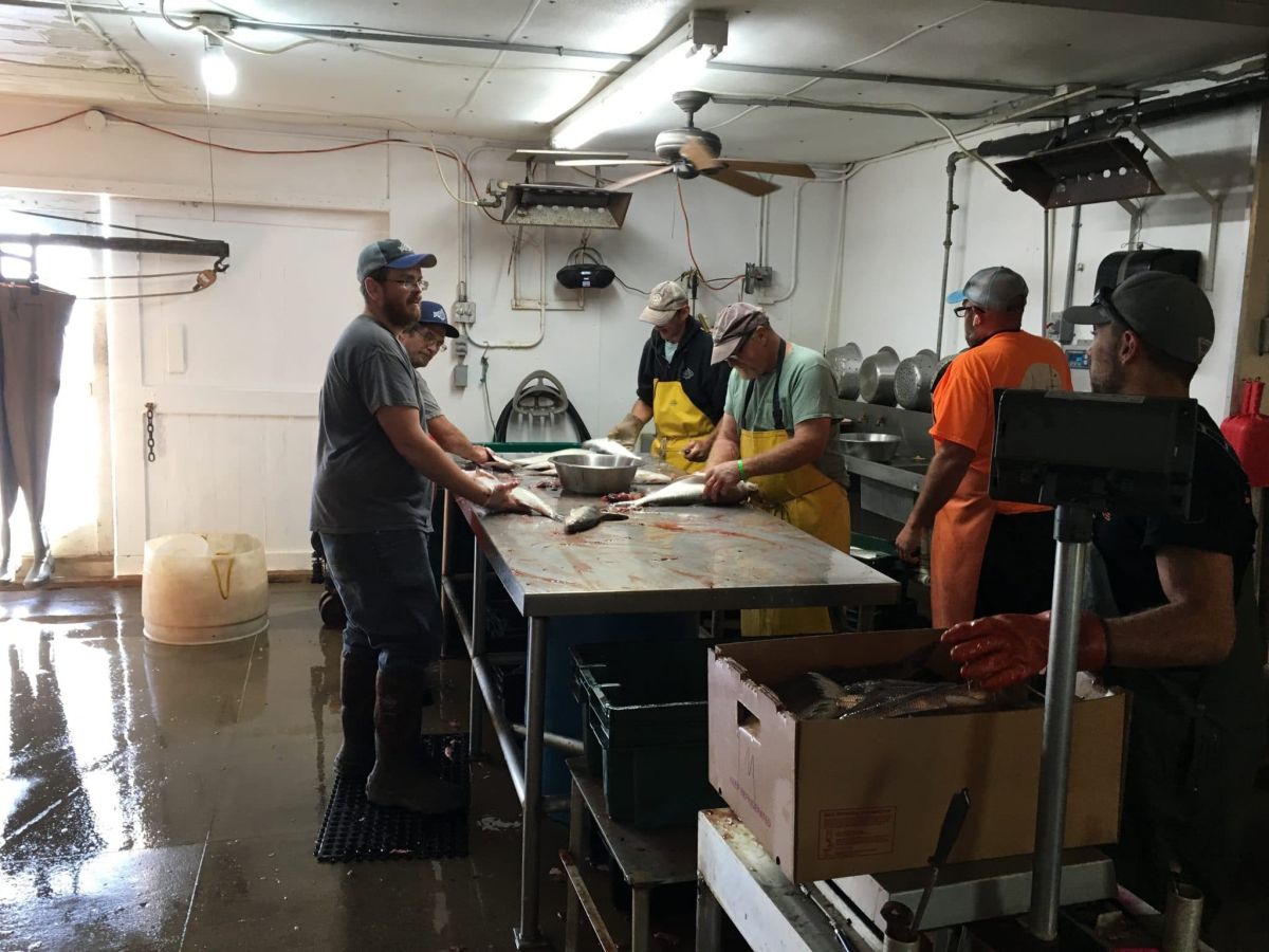 Fish Processing at Bay Port Fish Company