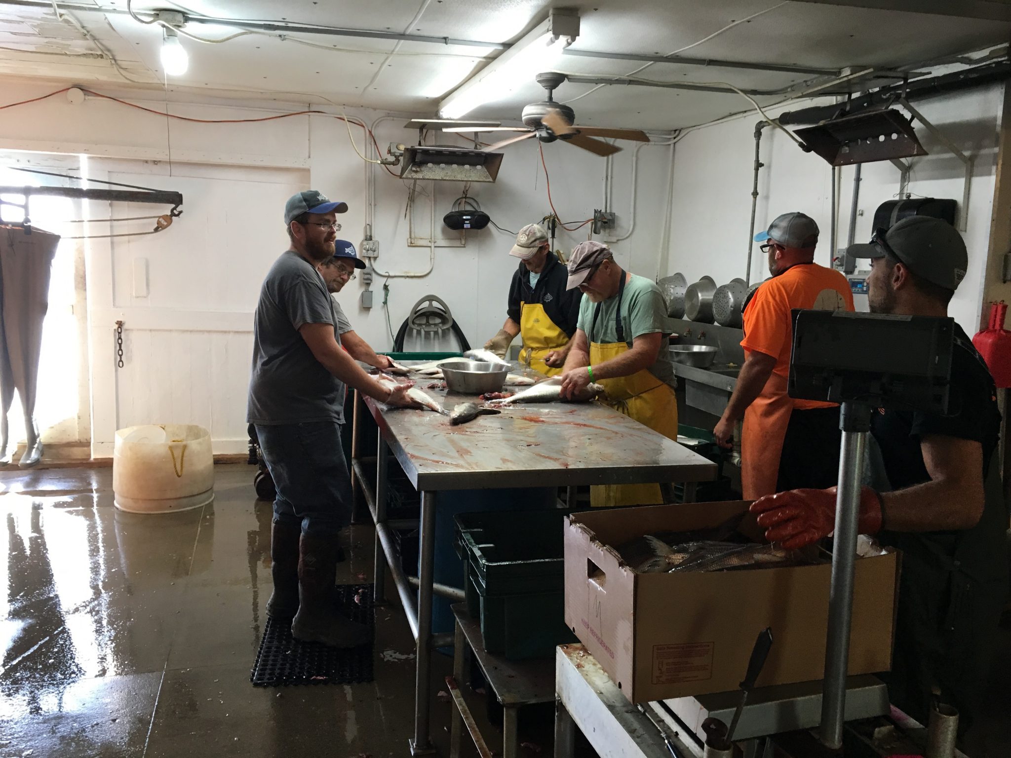 Fish Processing at Bay Port Fish Company