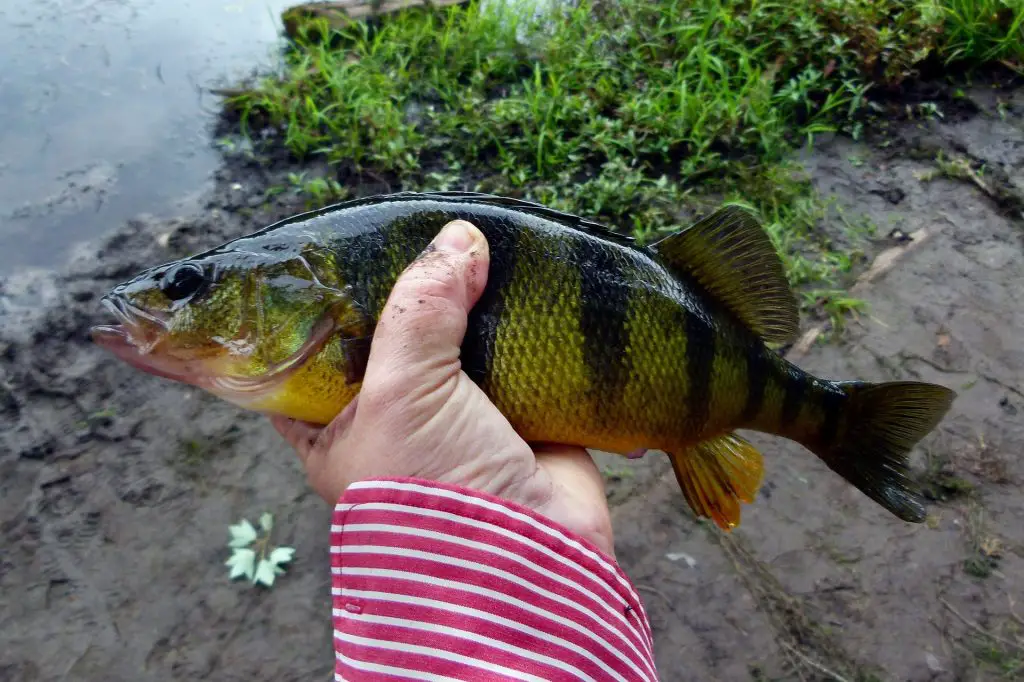 Saginaw Bay Fishing | Perch