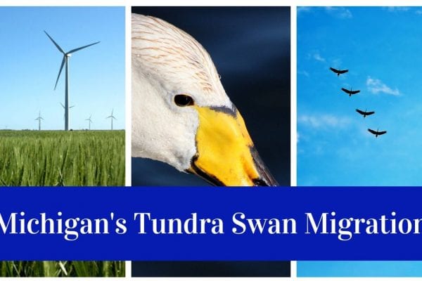 Tundra Swans Migration Through Michigan’s Thumb