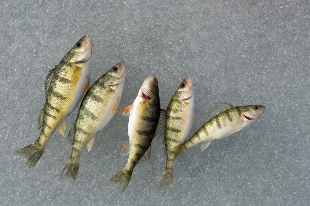 Ice Fishing Feature Image Yellow Perch