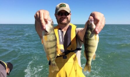 Yellow Perch Survey From Michigan DNR