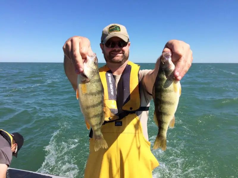 Yellow Perch Survey From Michigan DNR