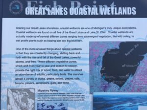 Great Lakes Coastal Wetlands
