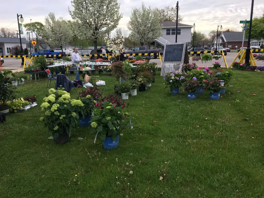 Port Austin Farmers Market Flowers