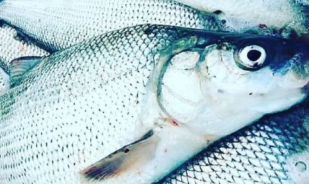 Great Lakes Whitefish