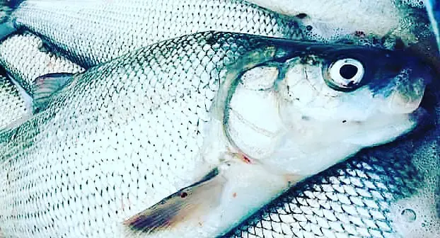 Michigan DNR to Spend $1.5 Million for Sportfish Industry, Not One Red Cent for Whitefish Preservation