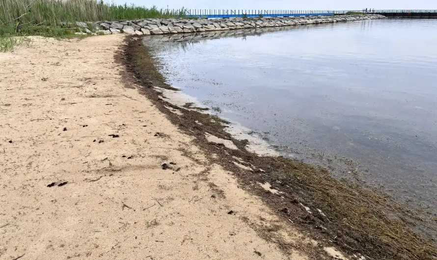 “Saginaw Bay Muck” Makes Appearance – Thumb Beaches Open