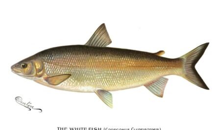 Whitefish
