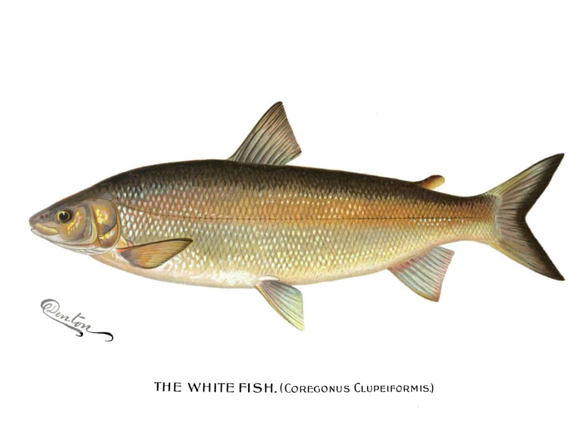 Whitefish – 5 Flavorful Facts of The Great Lakes Favorite Fish