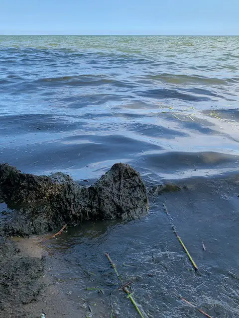 Lake Muck on Beach