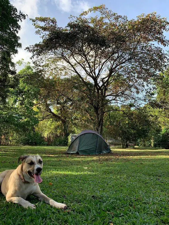 Dog Under a Tree