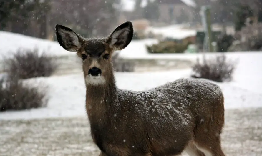 Deer Repellent – A Bloodless Way to Stop The Shrub Eaters This Winter